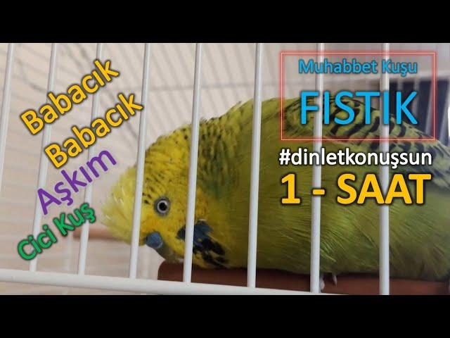 Babacık - Aşkım - Cici kuş 1 saat - Konuşan Muhabbet Kuşu Fıstık dinlet konuşsun