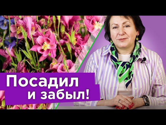 ВОТ ЭТО ЖИВУЧЕСТЬ! 10 цветов в моем саду, которые не смогли уничтожить дожди и холод