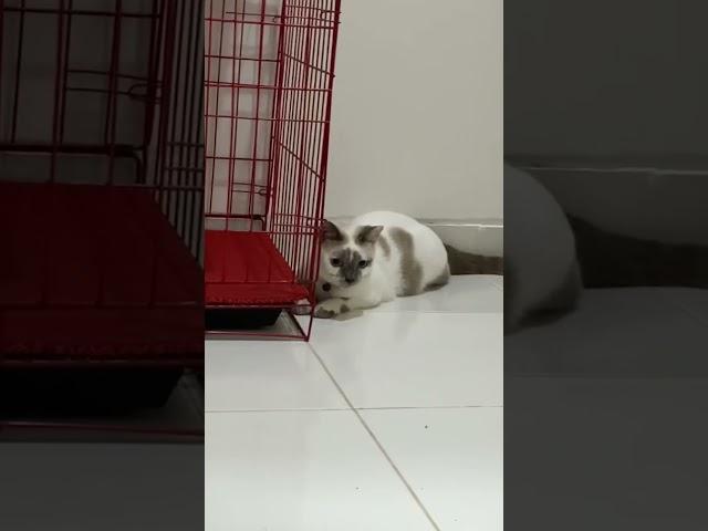 Kucing Ocil #viral #youtuber