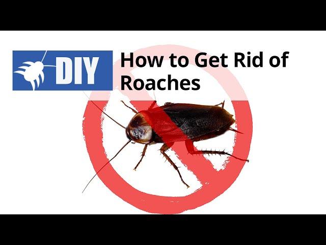 Roach Treatment - How to Get Rid of Roaches Yourself | DoMyOwn.com