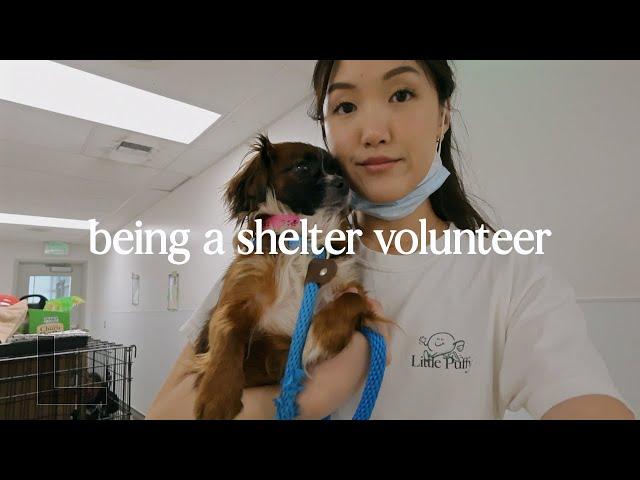 what it's like volunteering at the shelter, wholesome week hiking & visiting friends