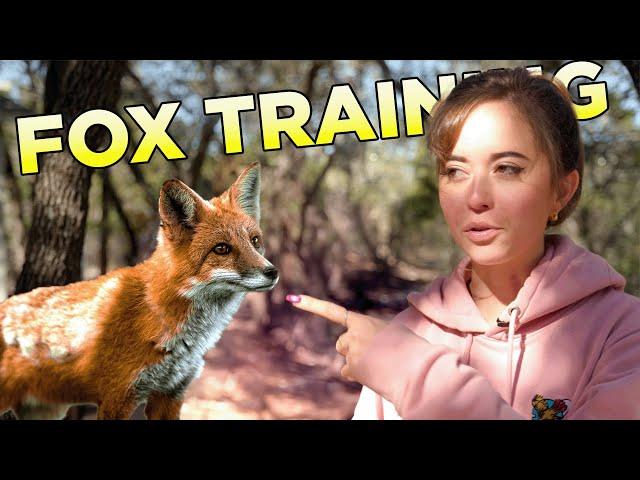 How We Train Our Foxes!