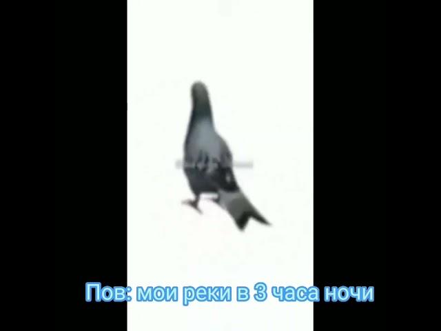 #жиза#мем#голуби