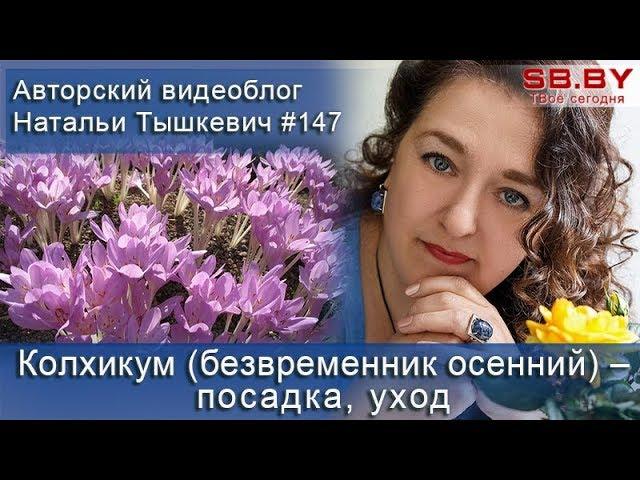 Колхикум (безвременник осенний) – посадка, уход