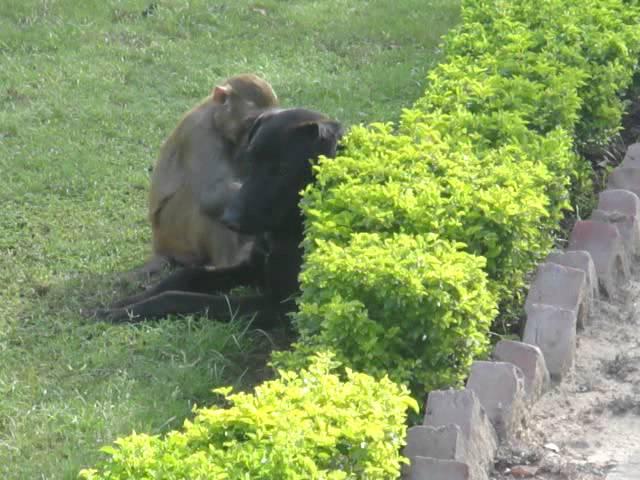 MONKEY FUCKING THE DOG