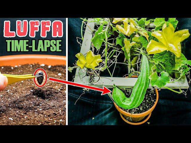 Luffa Plant Growing Time Lapse - Seed To Gourd (114 Days)