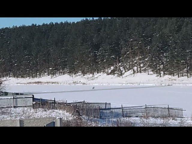 Roe deer crossing frozen river and running uphill