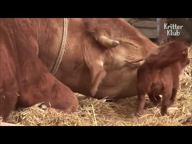 Regarder ce petit chien quand ils l'on séparer de la vache 