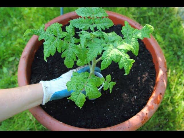 The Best Tomatoes To Grow In Pots-Planting Tomatoes In Containers-Container Gardening