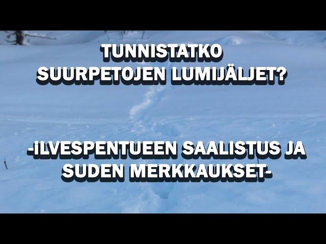 TUNNISTATKO SUURPETOJEN LUMIJÄLJET? Suden tiputtelu, ilvespentueen saalistus.