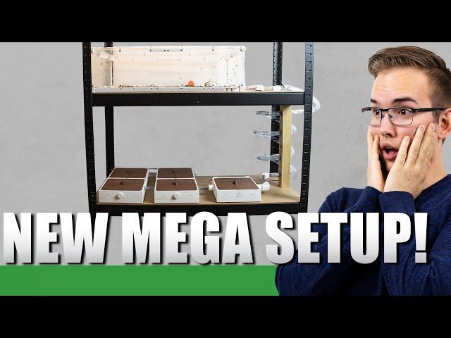 NEW MEGA SETUP!!! | Messor Barbarus Update #2 - Ant Holleufer