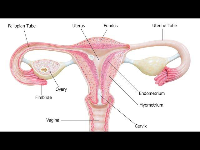 Hysterectomies with gynaecologist and laparoscopic surgeon Dr Natalia Novikova.