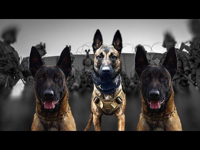 The Belgian Malinois Outsmarts All DOGS!