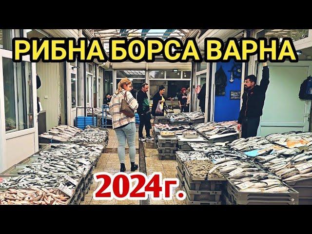 Рибен пазар Варна, есен 2024г. Пресен Калкан, Паламуд, Лефер, Чернокоп, Сафрид, Зарган, Шаран и др.