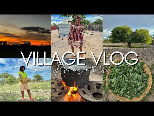 A NAMIBIAN VILLAGE VLOG | My first time harvesting | Village Homemaking | Learning new things |