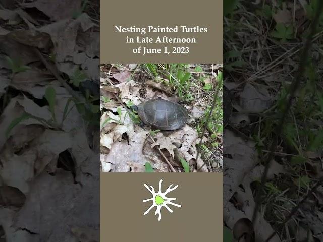 Nesting Turtles in Late Spring