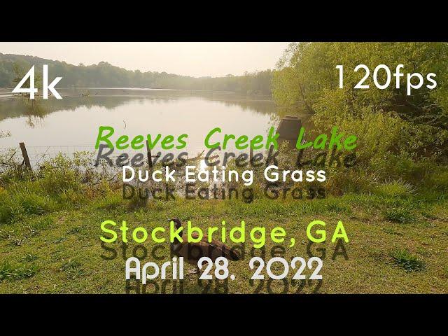 Nature In 4k 120fps/Hz | 𝓐𝓢𝓜𝓡 - Duck Eating By Reeves Creek Lake |️Speed To 2x | GA (April 2022)