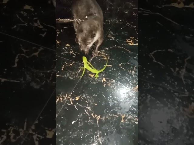 otter vs londok jawa #shorts #animals