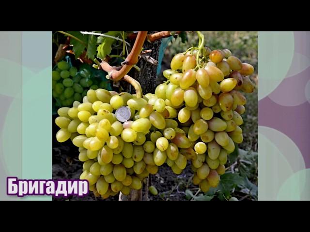 Виноград Бригадир - новинка селекции Е. Г. Павловского (Grape breeding Pavlovsky Brigadir)