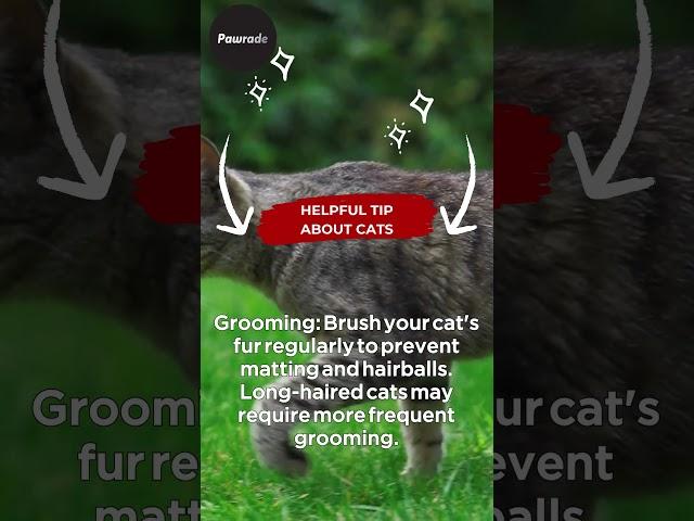 Expert Cat Grooming Tips for a Happy Pet #shorts