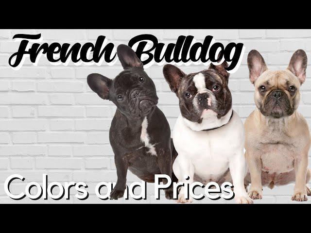 Standard and Exotic French Bulldog Colors Explained + PRICE BREAKDOWN