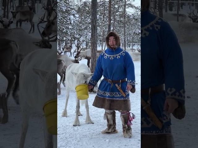 Ямал, тундра олени вот и всё, что нужно для счастья! ️‍ #ямал #чум #тундра #путешествие