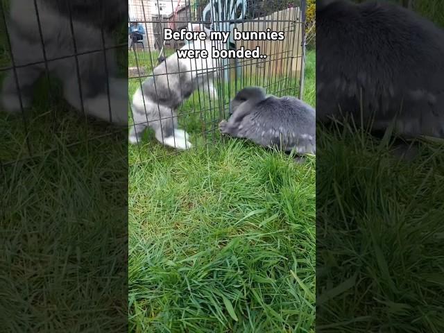 luckily they're besties now  #funnybunny #rabbit #cutebunny