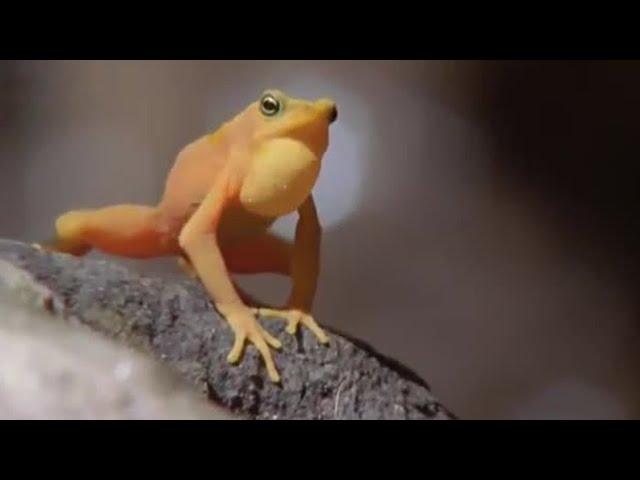 Attenborough: Golden Frog: Fighting & Mating | Life in Cold Blood | BBC Studios