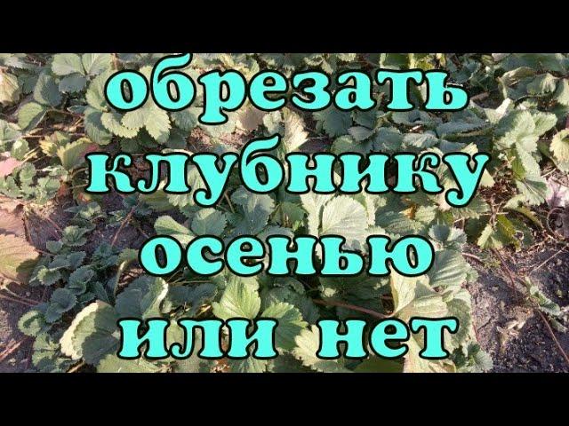 Уход за клубникой осенью, под зиму! Обрезать клубнику осенью или нет?