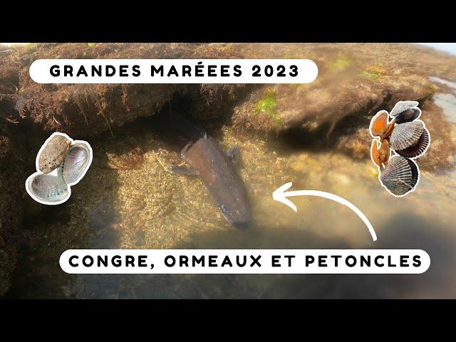 On pêche un énorme congre pendant les grandes marées ! Pêche à pied Bretagne sud