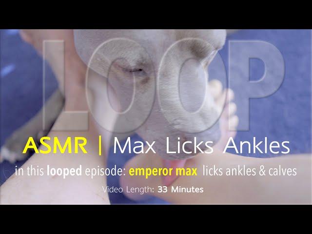 Max Loops | Ankles & Clean Feet | 33 Minute Loop | ASMR DOG LICKING | No Talking.