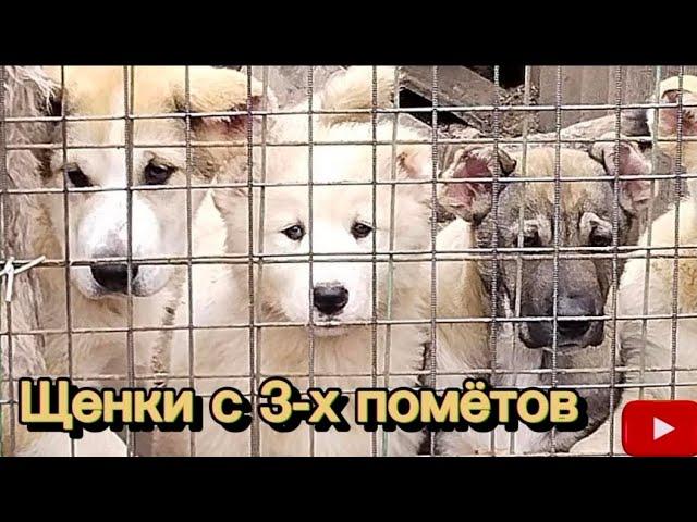 #Весёлые ребята щенки с 3-х помётов 25.03.23г