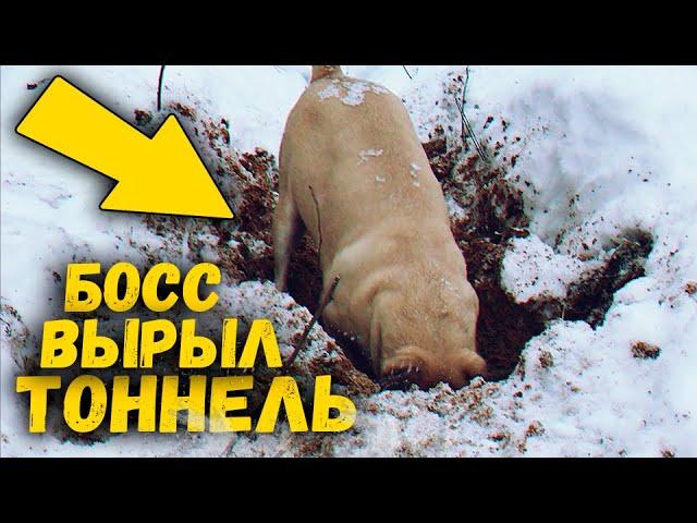 Собака ныряет в сугробы в снежном лесу / SANI vlog