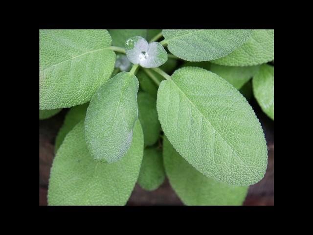 Salvia Oficinalis - Градински Чай