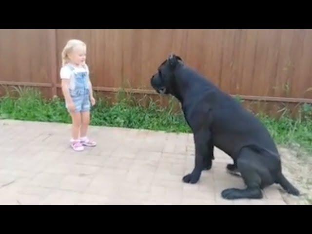 Even a child can handle the Cane Corso? About the dog breed Cane Corso