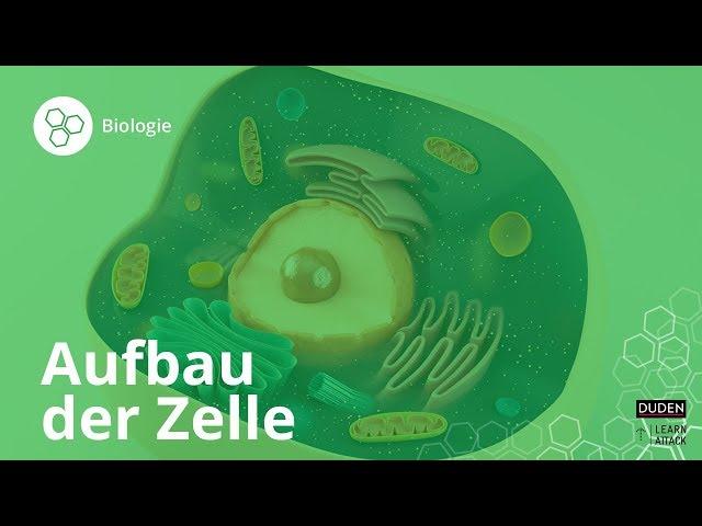 Aufbau der Zelle: Bio leicht gemacht! – Biologie | Duden Learnattack