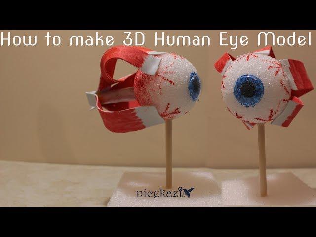 How to make 3D human eye model for school: kids science project, STEM project, easy way