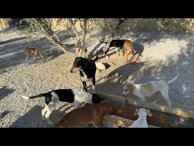 Breakfast for Polly's Family - Takis Shelter