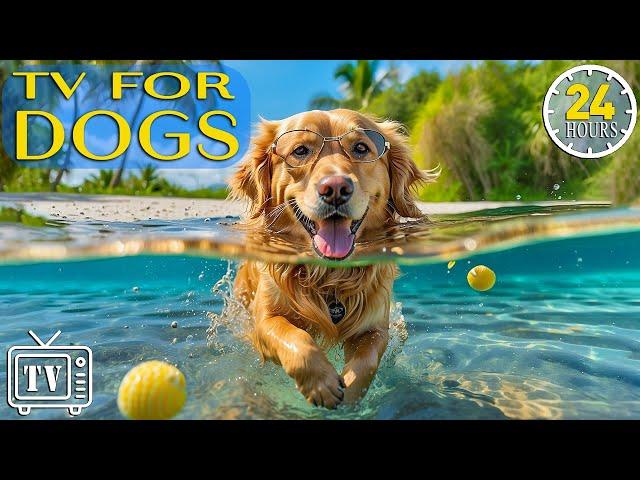 24 Hours of the Best Fun & TV for Dogs: Prevent Boredom & Anxiety with Movies for Dogs and Dog Music