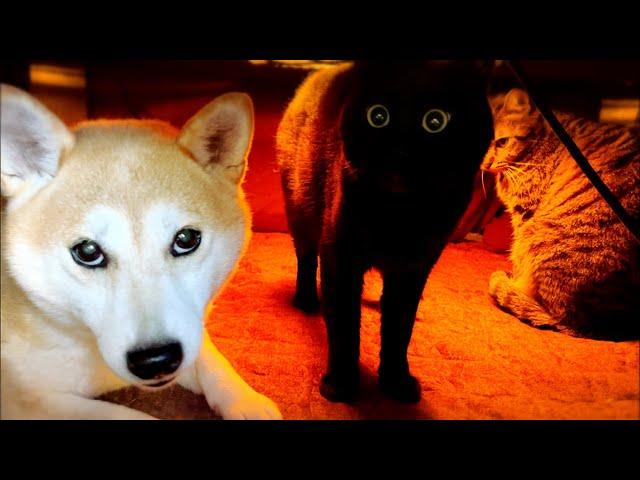 コタツであたたまり隊　Warm and comfy in Kotatsu