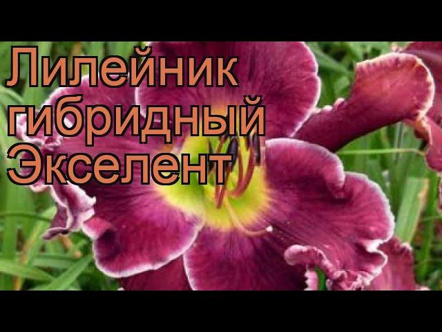 Лилейник гибридный Экселент (hemerocallis)  Экселент обзор: как сажать, рассада лилейника Экселент