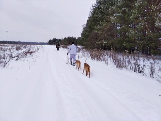 Охота с собакой! Охота с гончей!