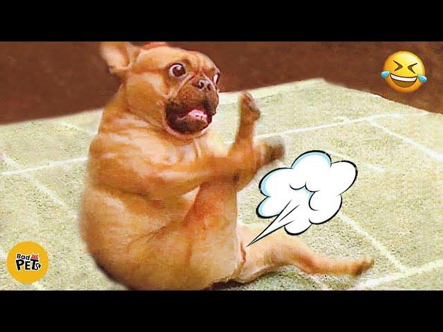 Cats And Dogs Reaction To Farts  The Funniest Videos Ever!