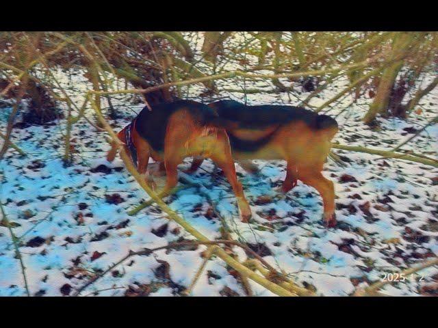 Skyview's Beagles Back To Our Running Spot Now That Deer Season Is Over