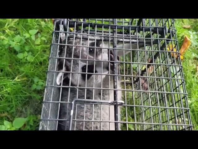 Nuisance Raccoon