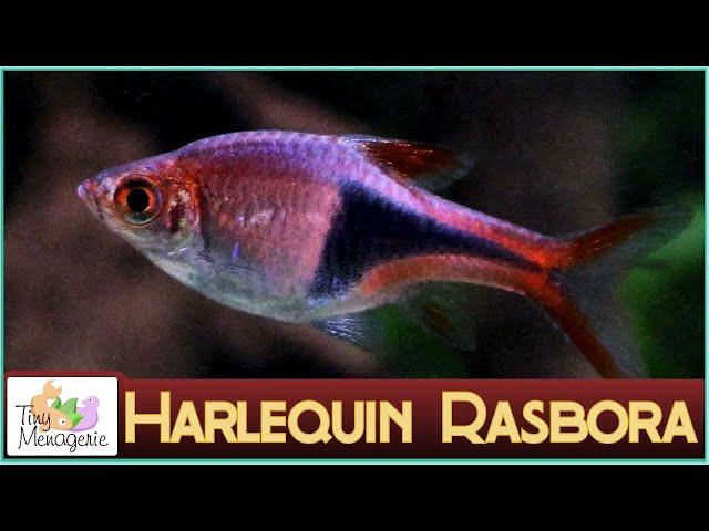 All About Harlequin Rasbora: Pretty in Pink Nano Fish!