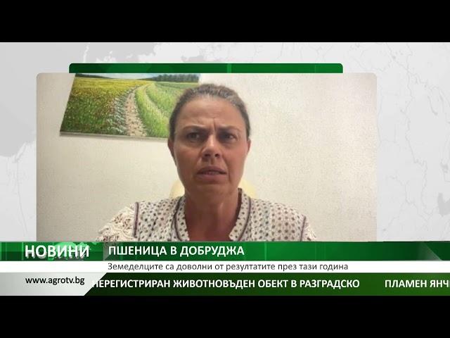 ПШЕНИЦА В ДОБРУДЖА: Земеделците са доволни от резултатите през тази година