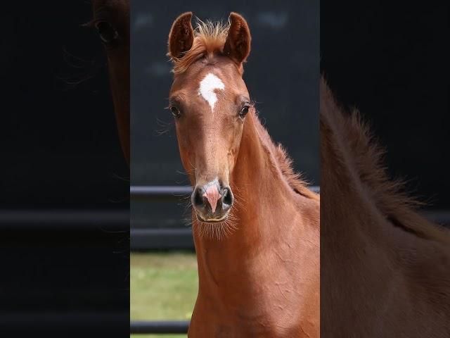 Foal Feature - Forenz x Bloomfield Marcella #horse #equestrian #bloomfieldfarm #foalforsale