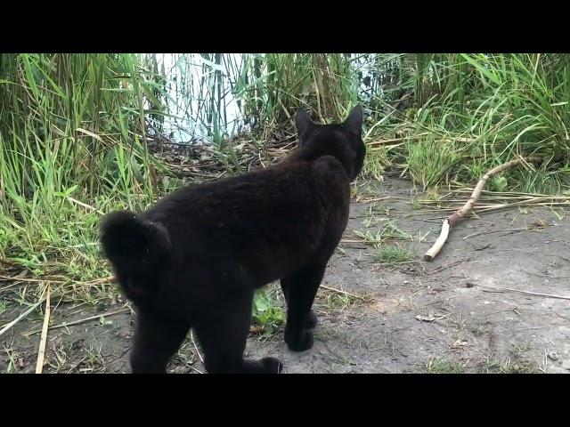 Дикий чёрный кот с коротким хвостом.Живет на озере два года.