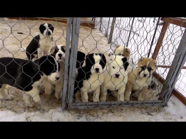 Щенки среднеазиатской овчарки(алабай),8 недель